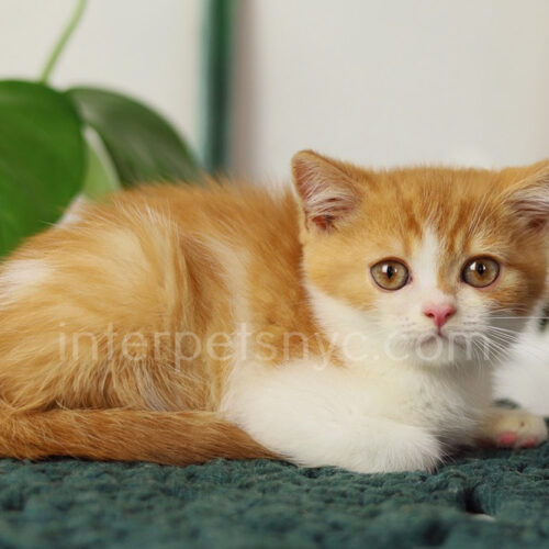 british shorthair