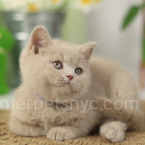 fawn british shorthair kitten