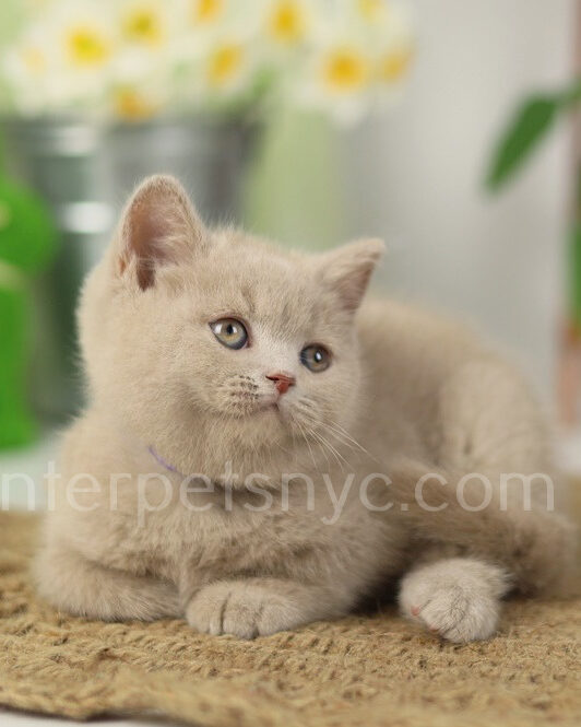 fawn british shorthair kitten