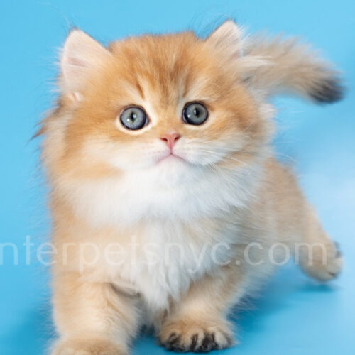 british longhair kitten