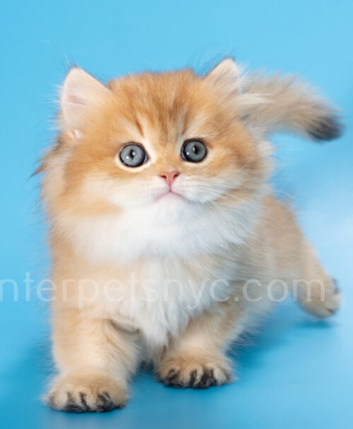 british longhair kitten