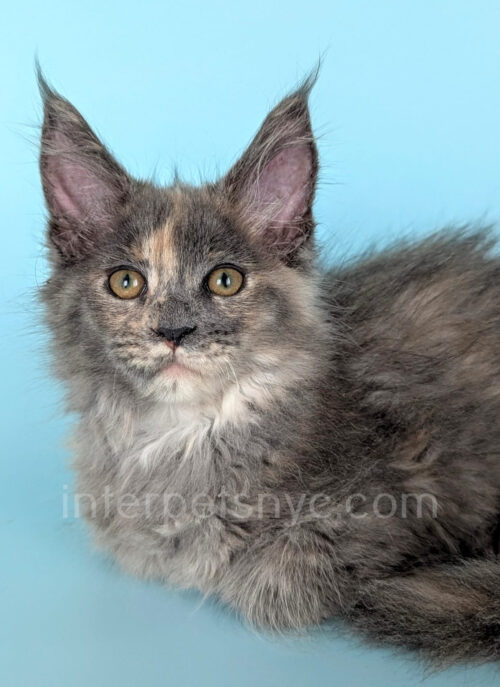 maine coon