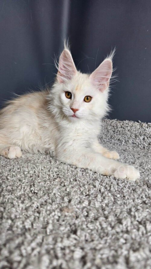 maine coon kitten