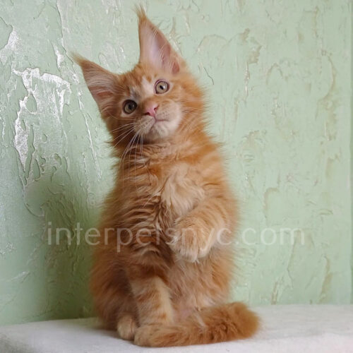 maine coon kitten