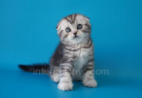 scottish fold