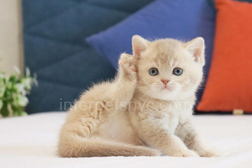 brtish shorthair