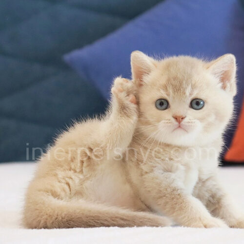 brtish shorthair