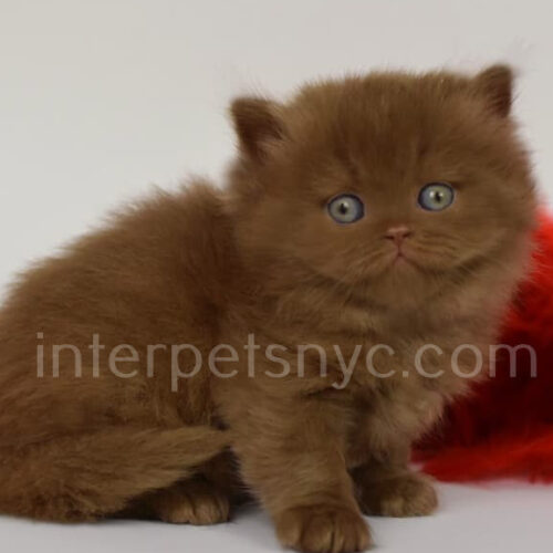 cinnamon british longhair