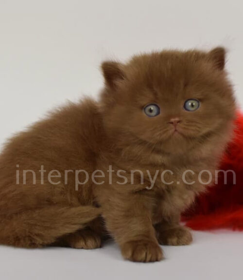 cinnamon british longhair