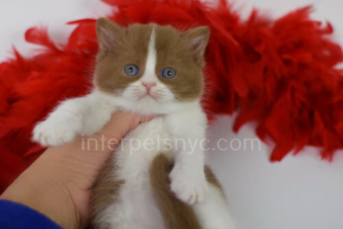 british shorthair kitten