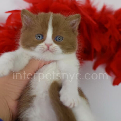british shorthair kitten