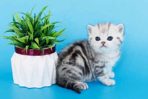 british shorthair kitten