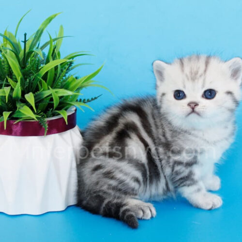 british shorthair kitten