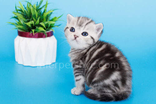 british shorthair kitten new york