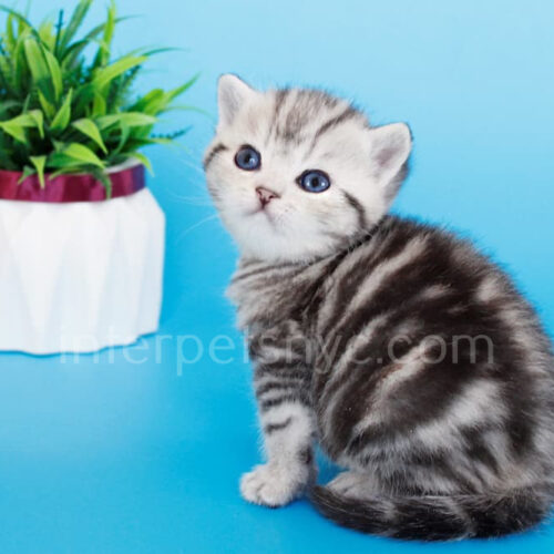 british shorthair kitten new york