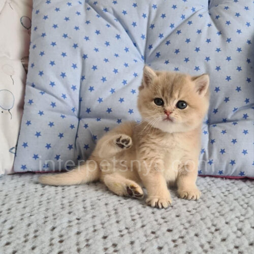 british shorthair kitten