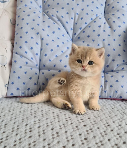 british shorthair kitten
