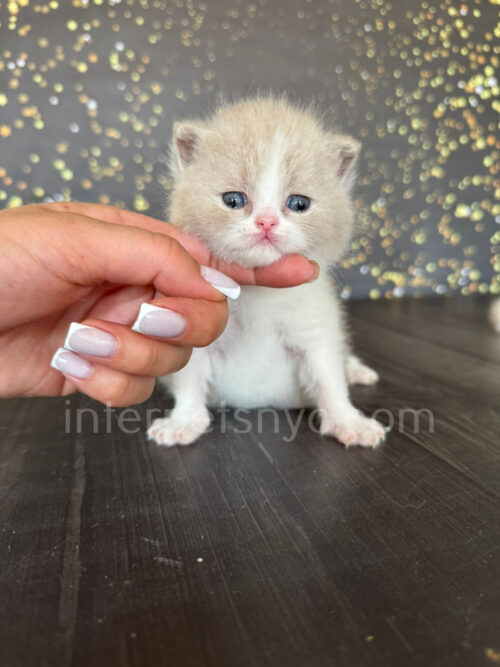 fawn british shorthair kitten