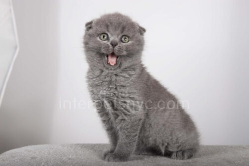 Scottish fold kittens nyc, Scottish fold for sale nyc, Scottish fold for sale Brooklyn, Scottish fold for sale near me, scottish fold price, scottish fold kitten nyc, scottish fold kitten price, scottish fold manhattan