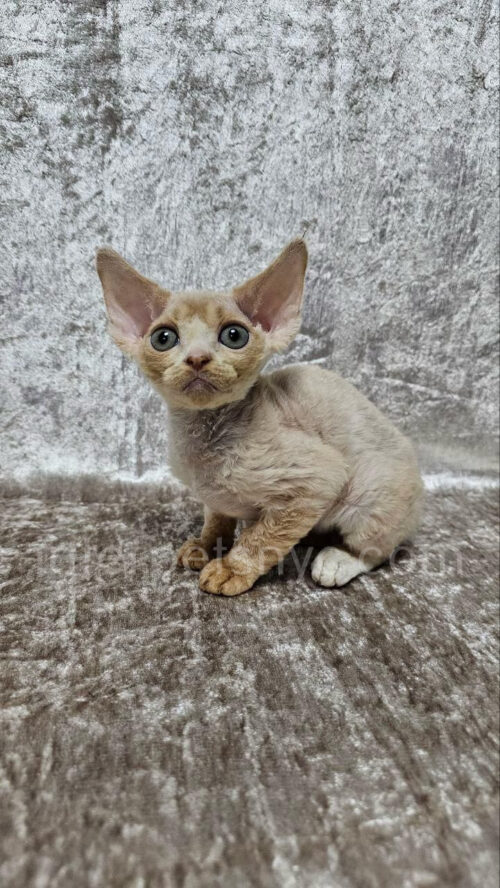devon rex male kitten