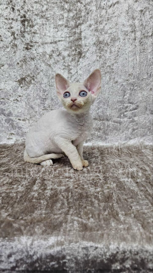 devon rex kitten