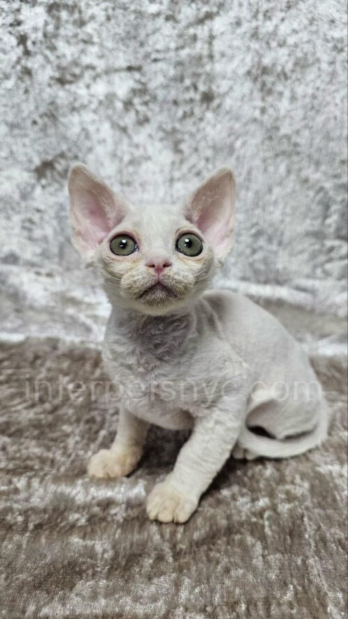 devon rex kittten