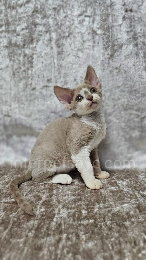 devon rex kitten