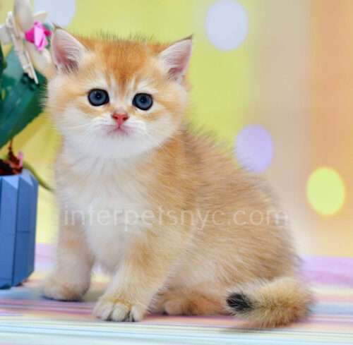 british shorthair kitten