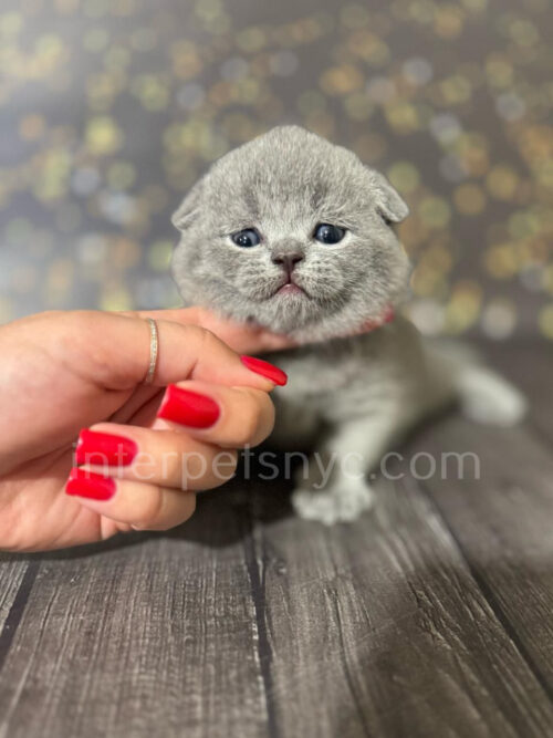 scottish fold kitten for sale
