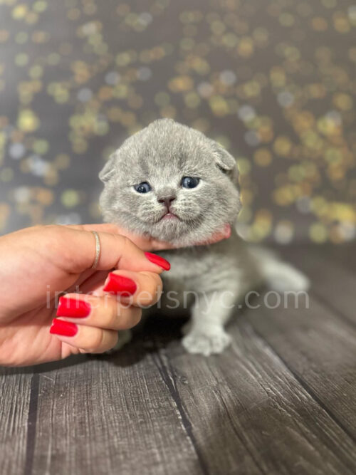 scottish fold kitten