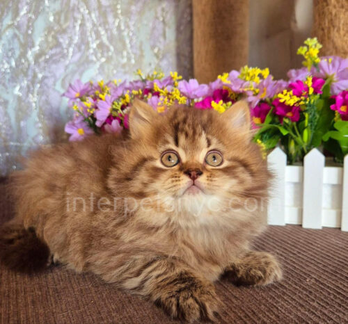 british longhair