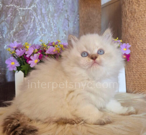 british longhair
