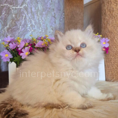 british longhair