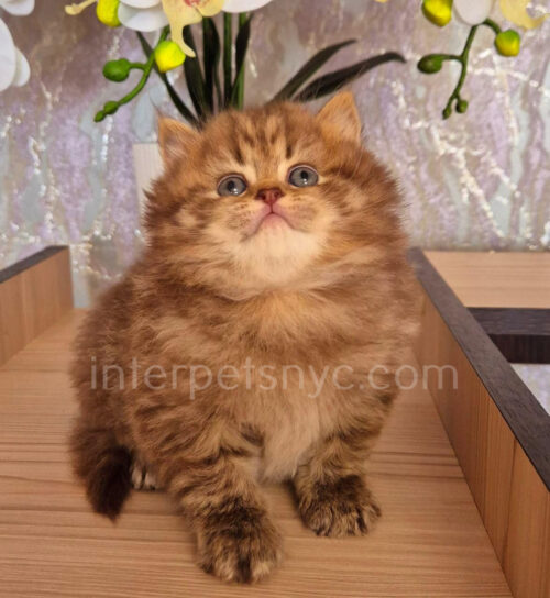 british longhair