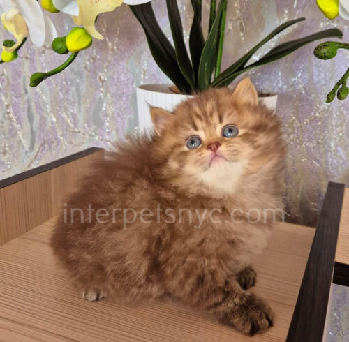 british longhair