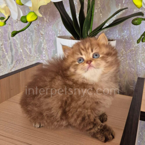 british longhair