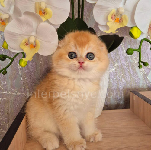 scottish fold kitten