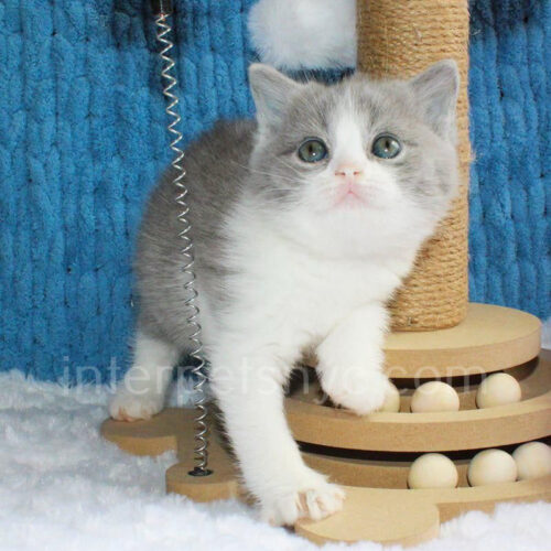 british shorthair