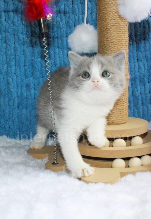 british shorthair