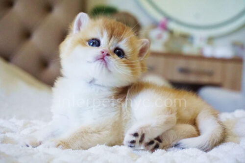 british shorthair female