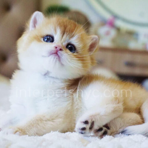 british shorthair female