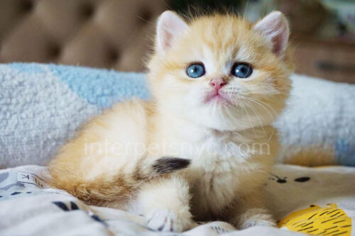 british shorthair kitten