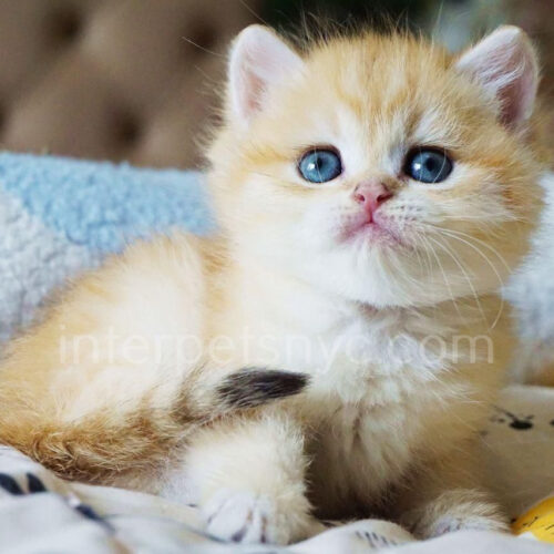 british shorthair kitten