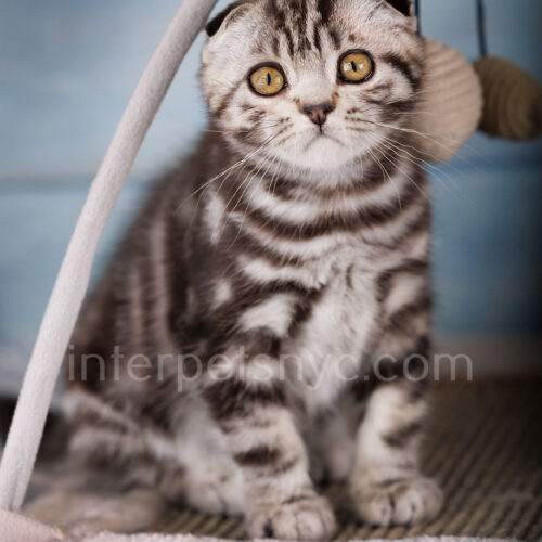 scottish fold kitten