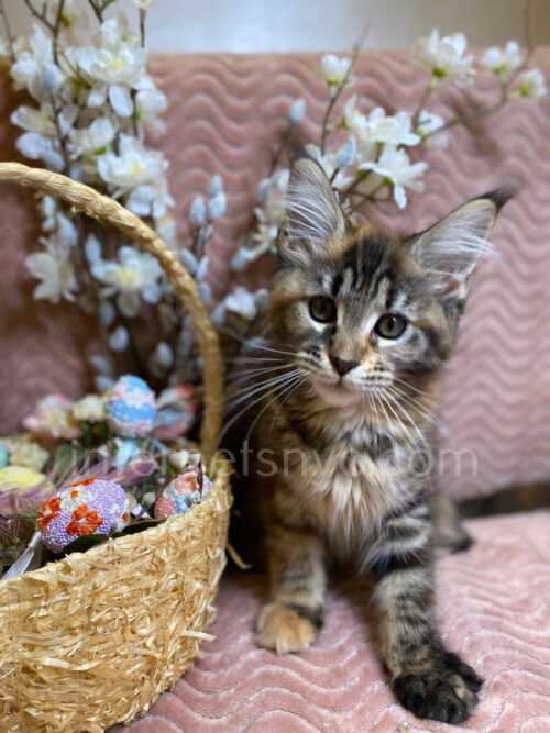 maine coon cat