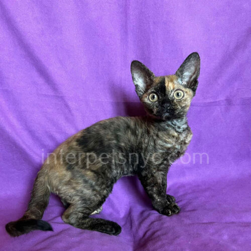 devon rex breeders