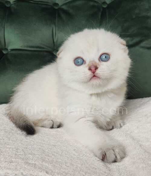 scottish fold kitten