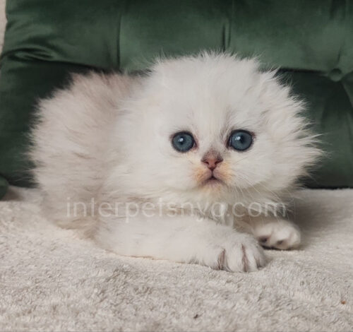 highland fold kitten