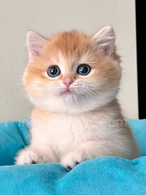 ny12 british shorthair kitten