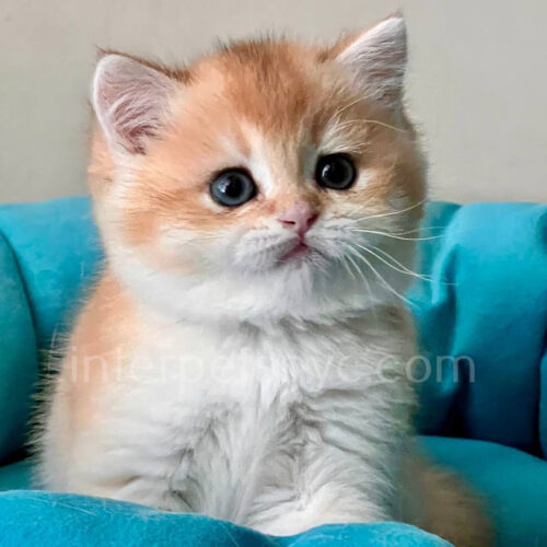 ny 11 british shorthair